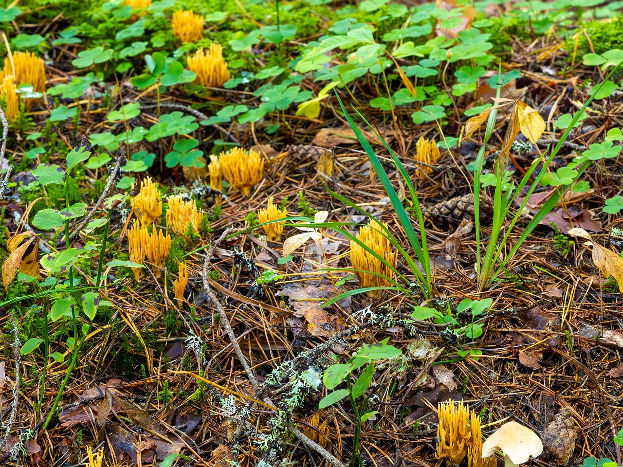 phaeoclavulina-eumorpha_2023-09-14_1-5