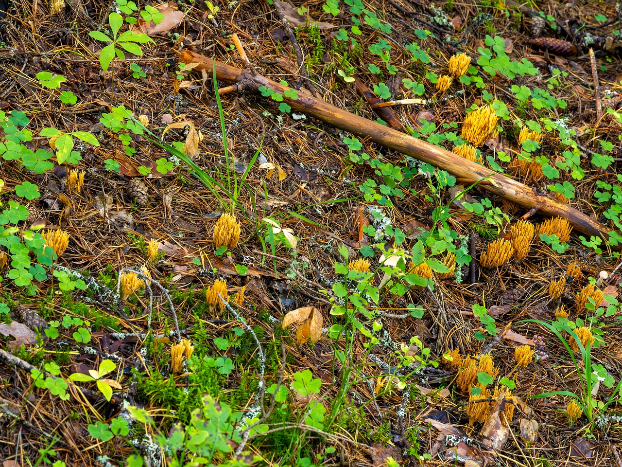 phaeoclavulina-eumorpha_2023-09-14_1-8