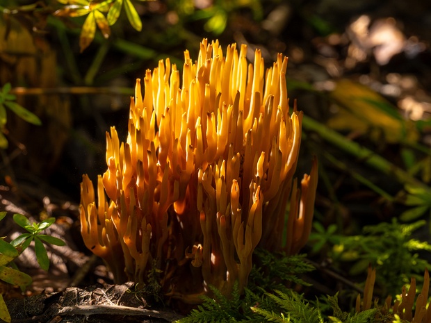 Рамария прямая - Ramaria stricta