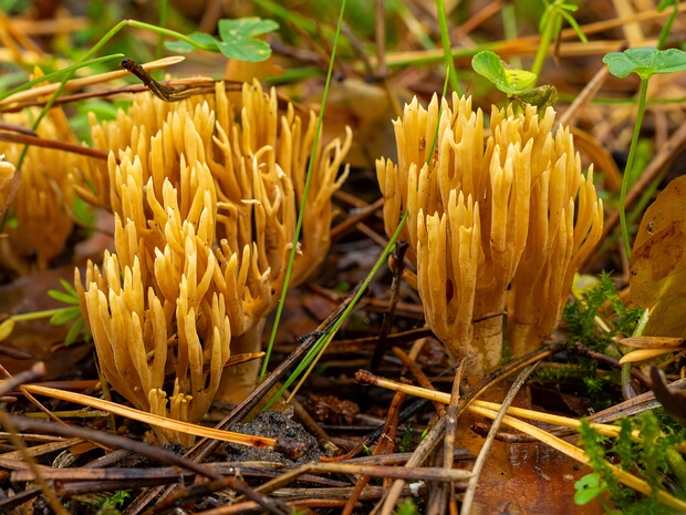 Феоклавулина красивая - Phaeoclavulina eumorpha