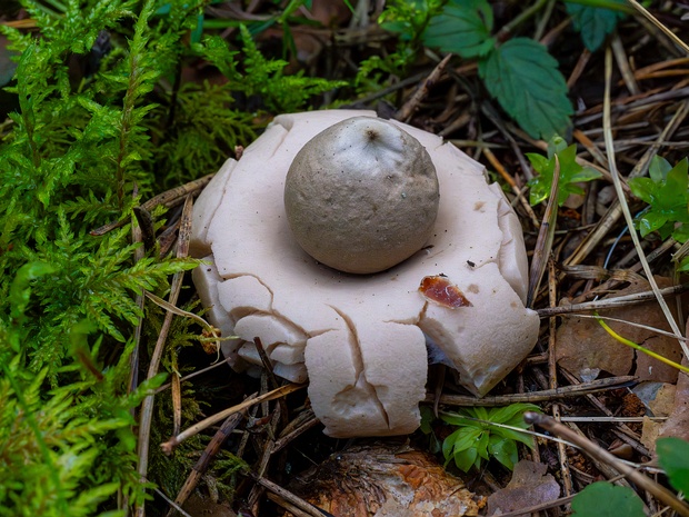 Звездовик бахромчатый - Geastrum fimbriatum