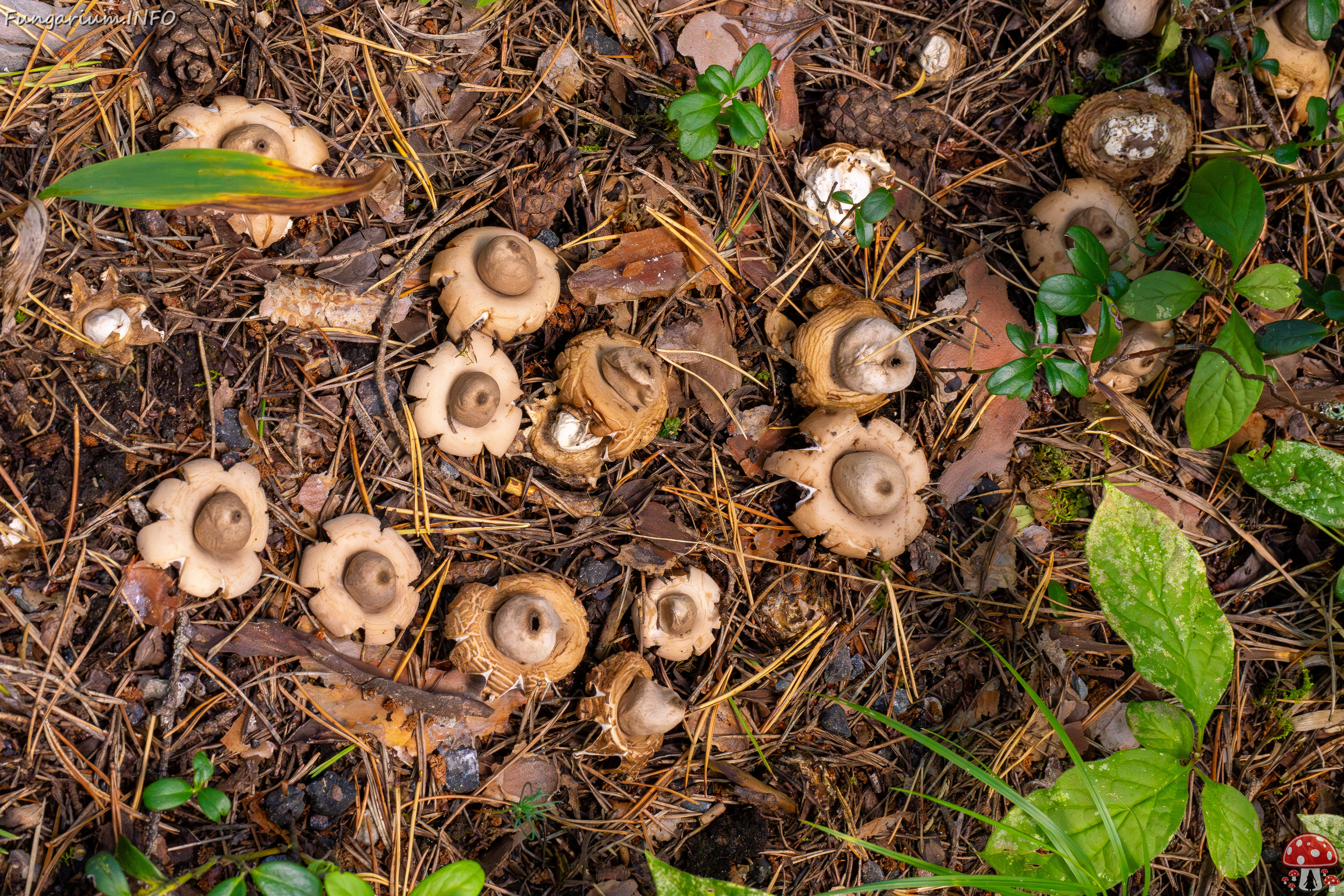 geastrum-fimbriatum_1-1 