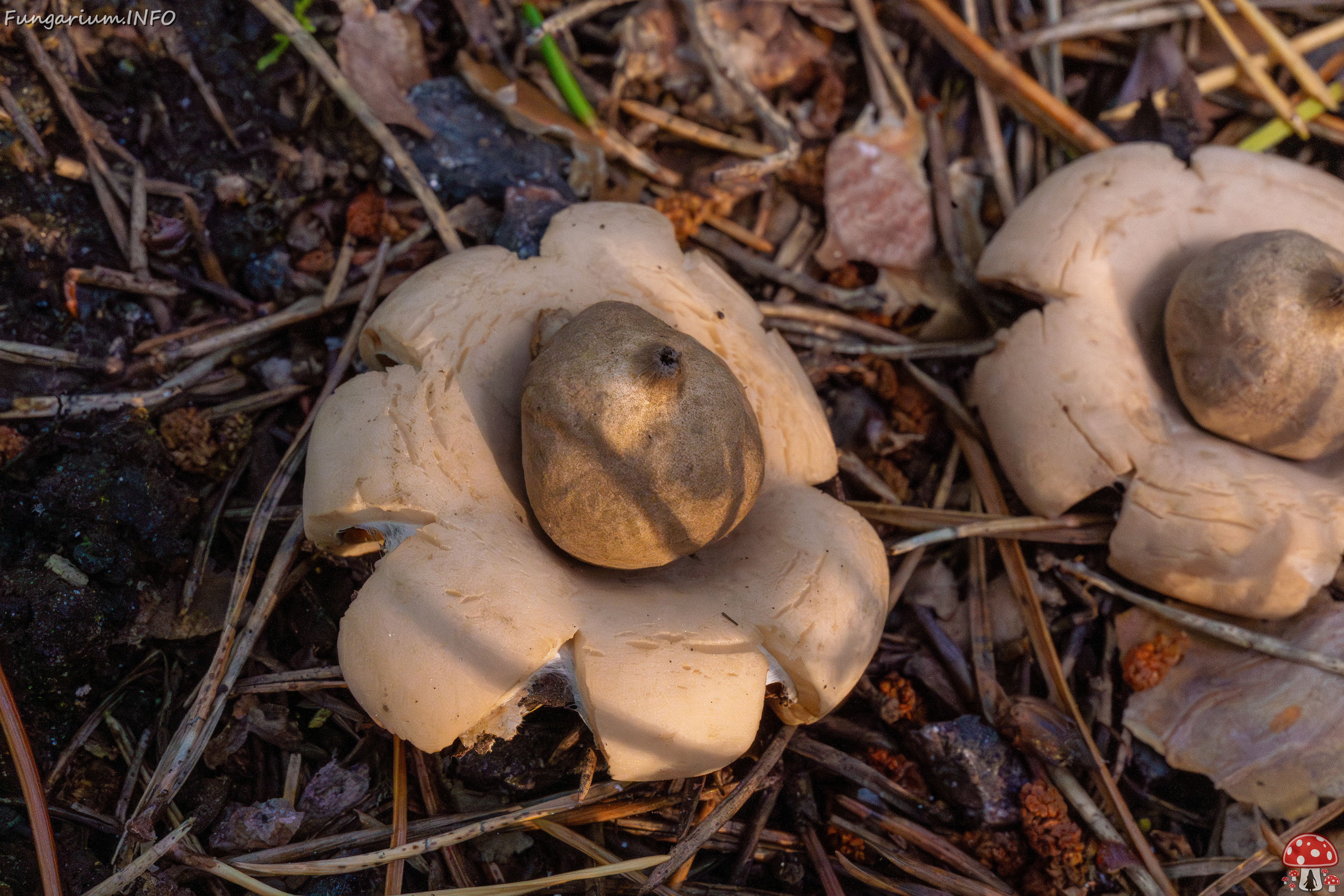 geastrum-fimbriatum_1-11 