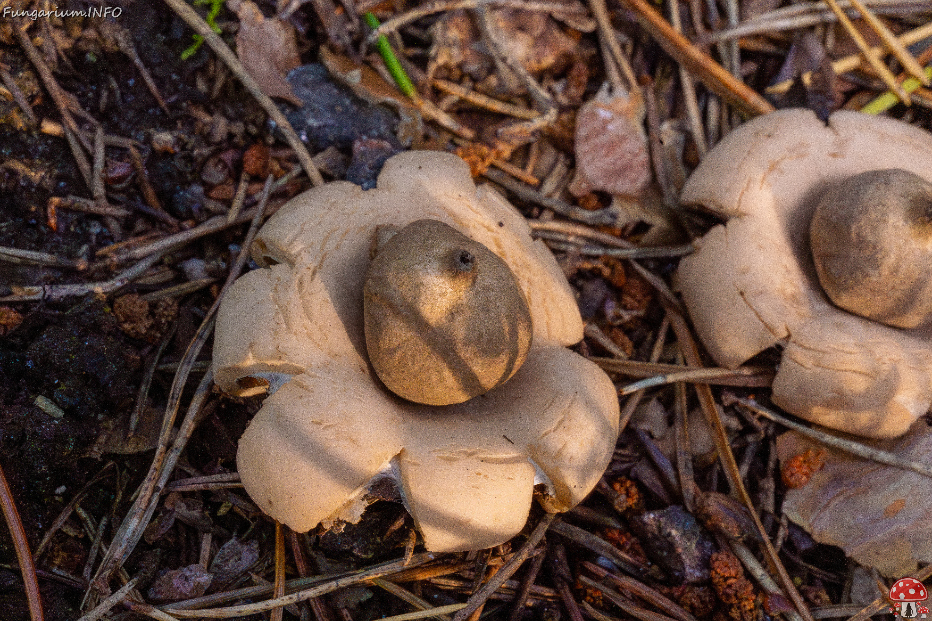 geastrum-fimbriatum_1-12 