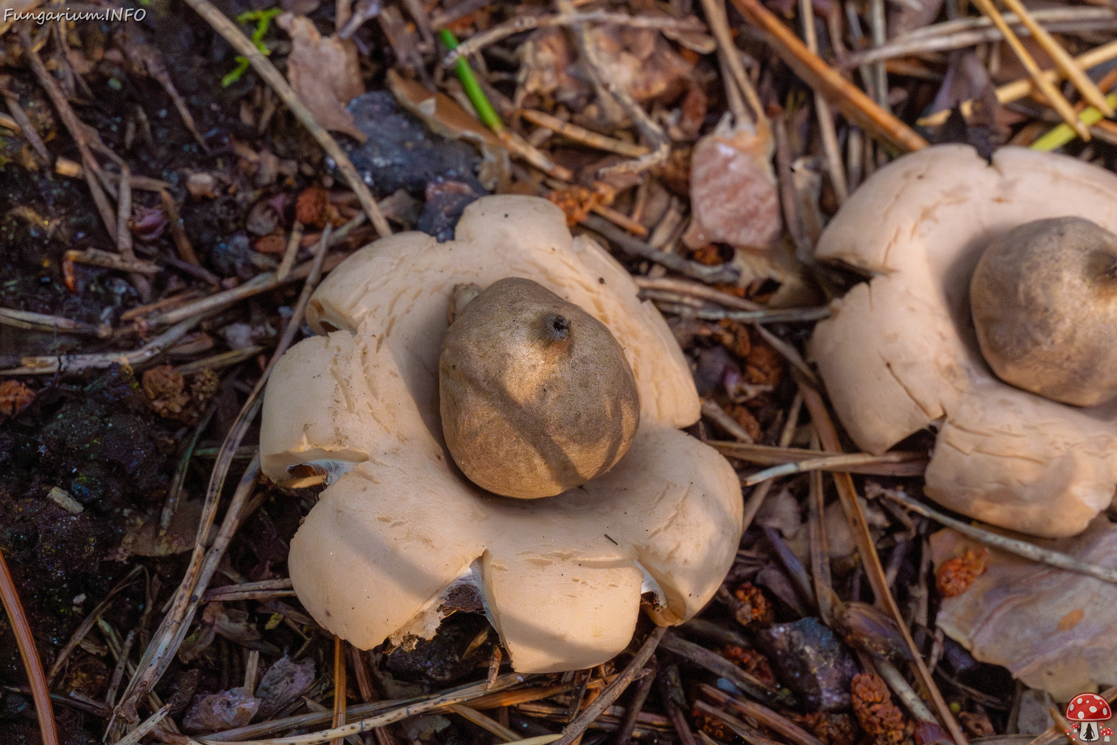 geastrum-fimbriatum_1-13 