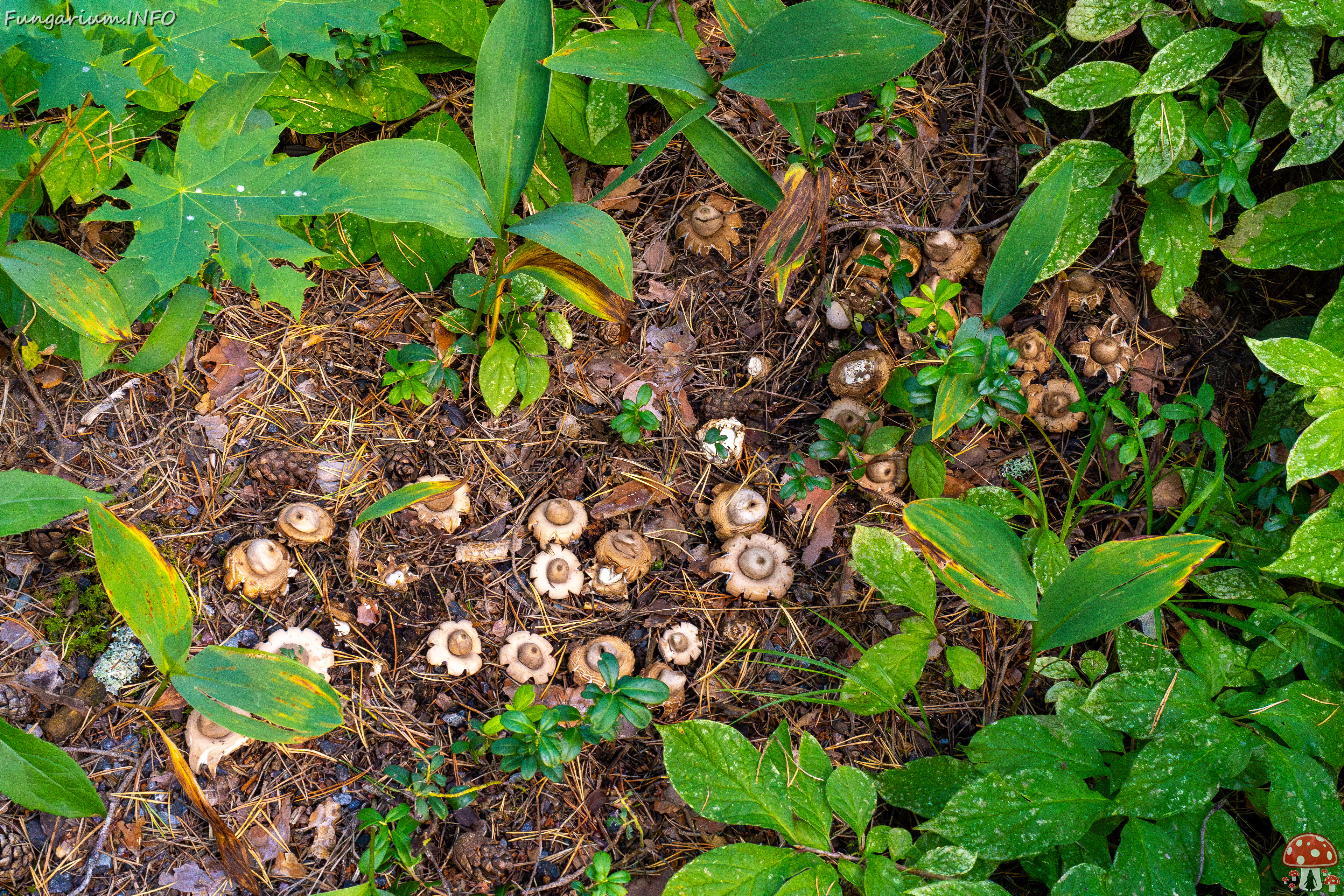 geastrum-fimbriatum_1-14 