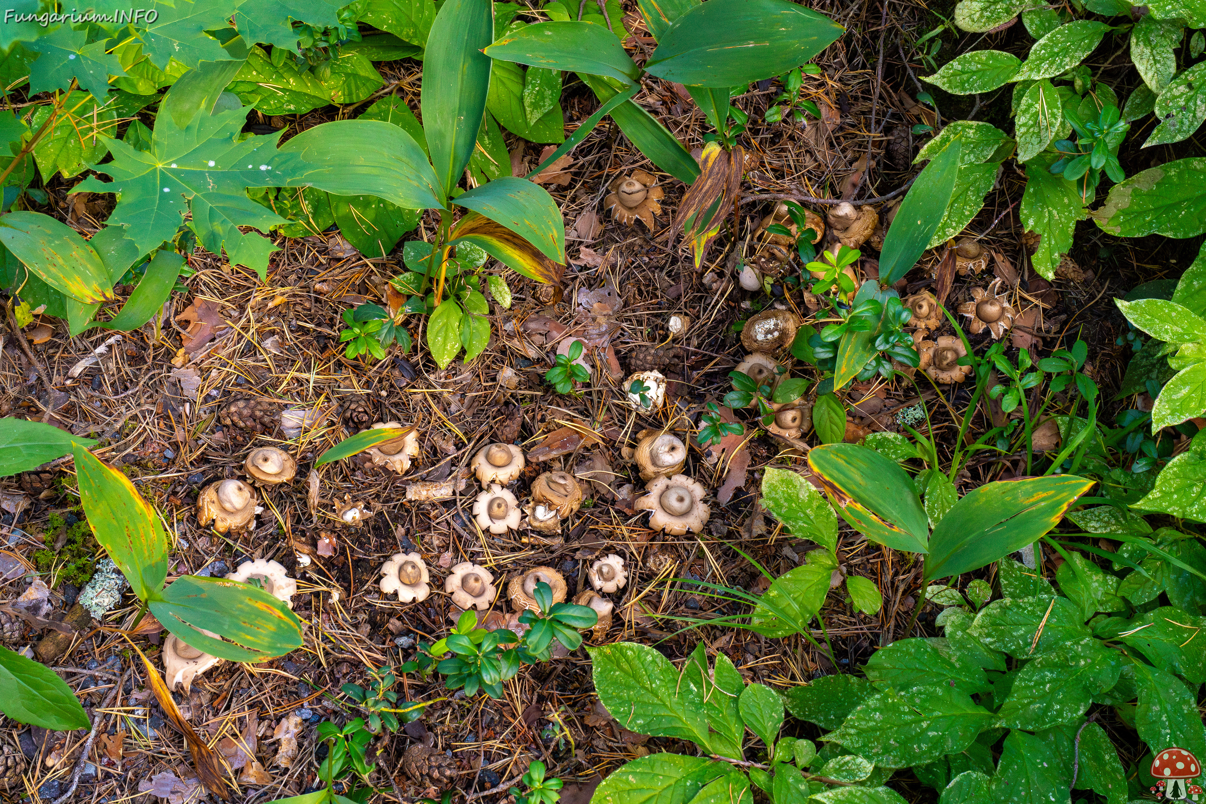 geastrum-fimbriatum_1-15 