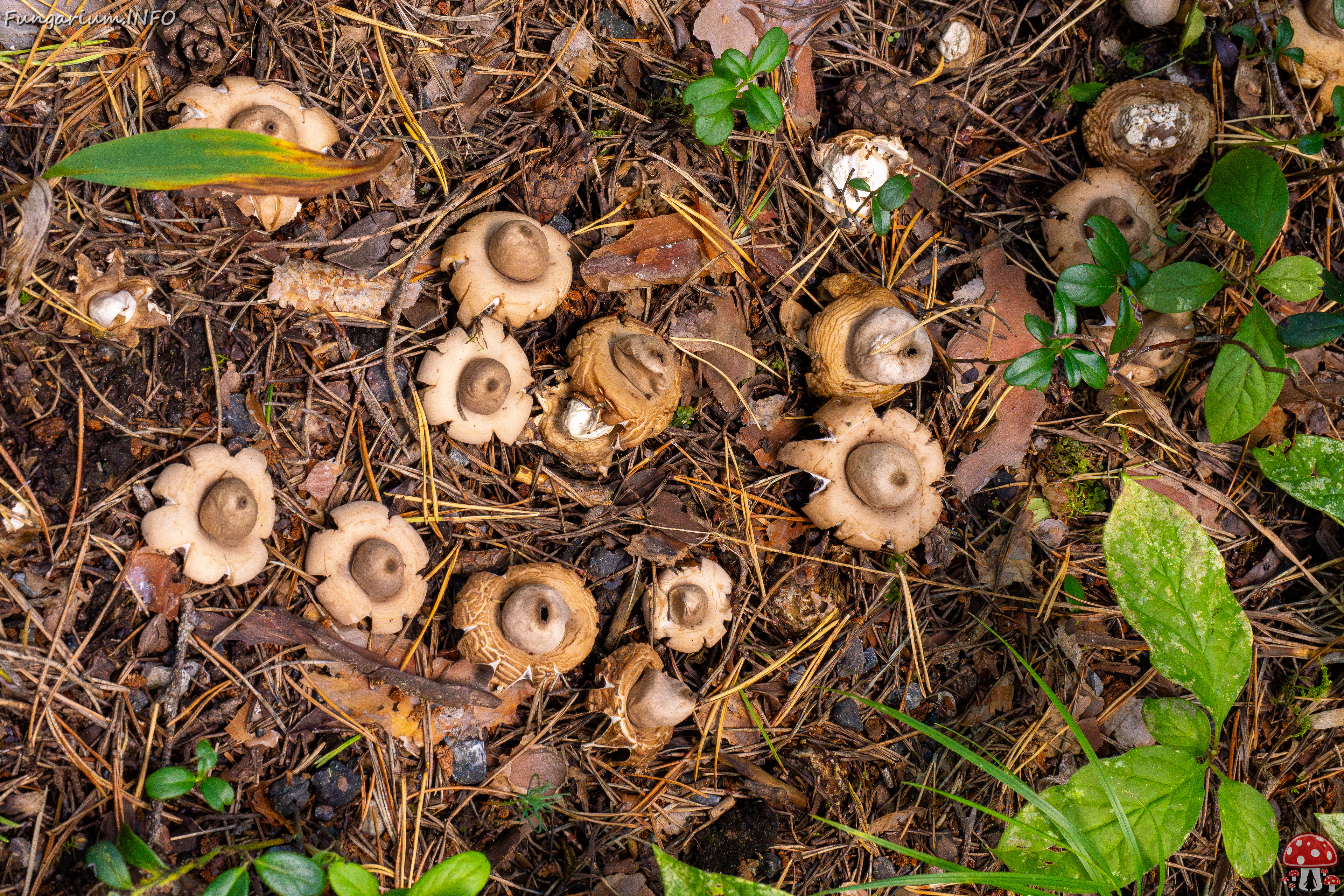 geastrum-fimbriatum_1-2 