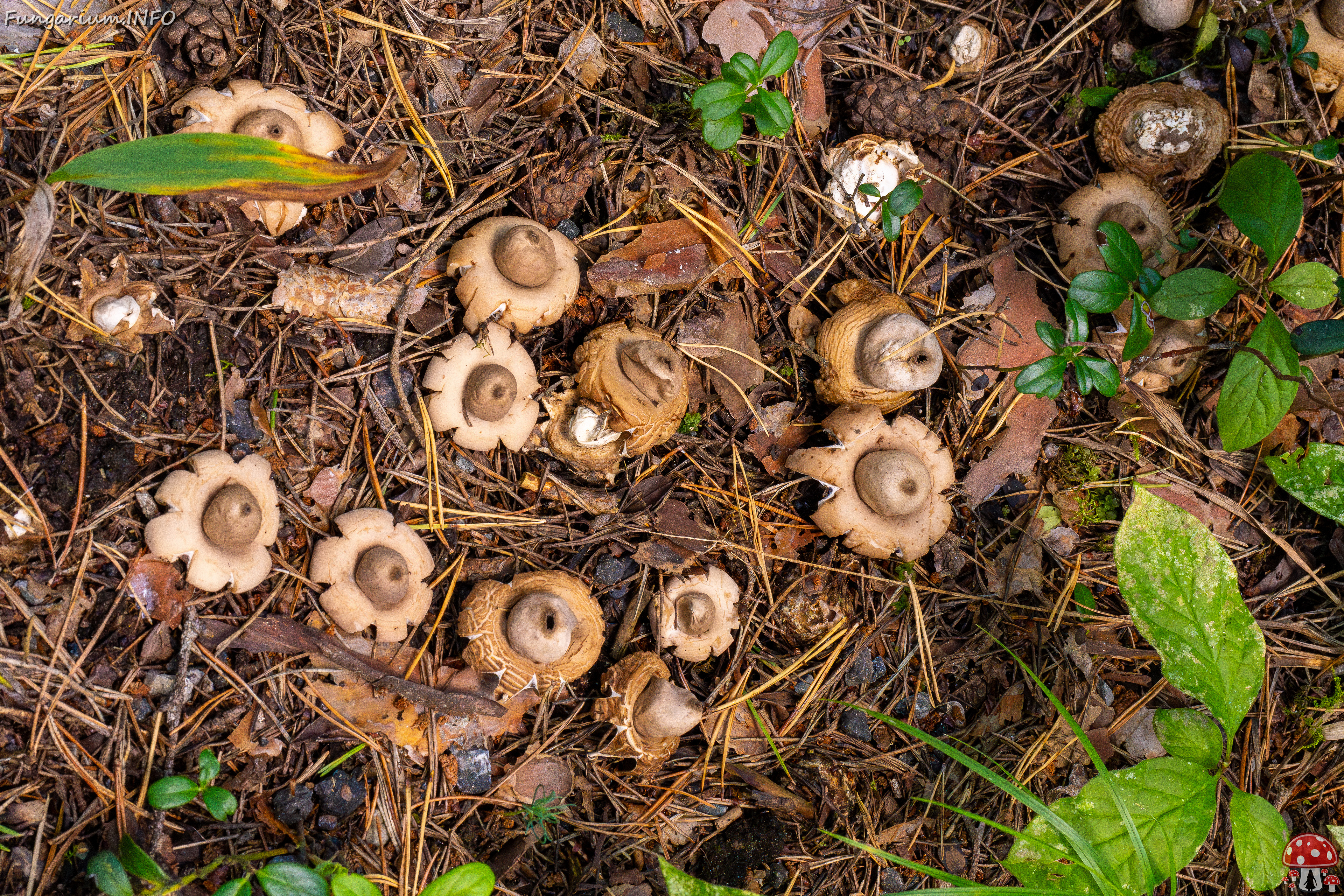 geastrum-fimbriatum_1-3 