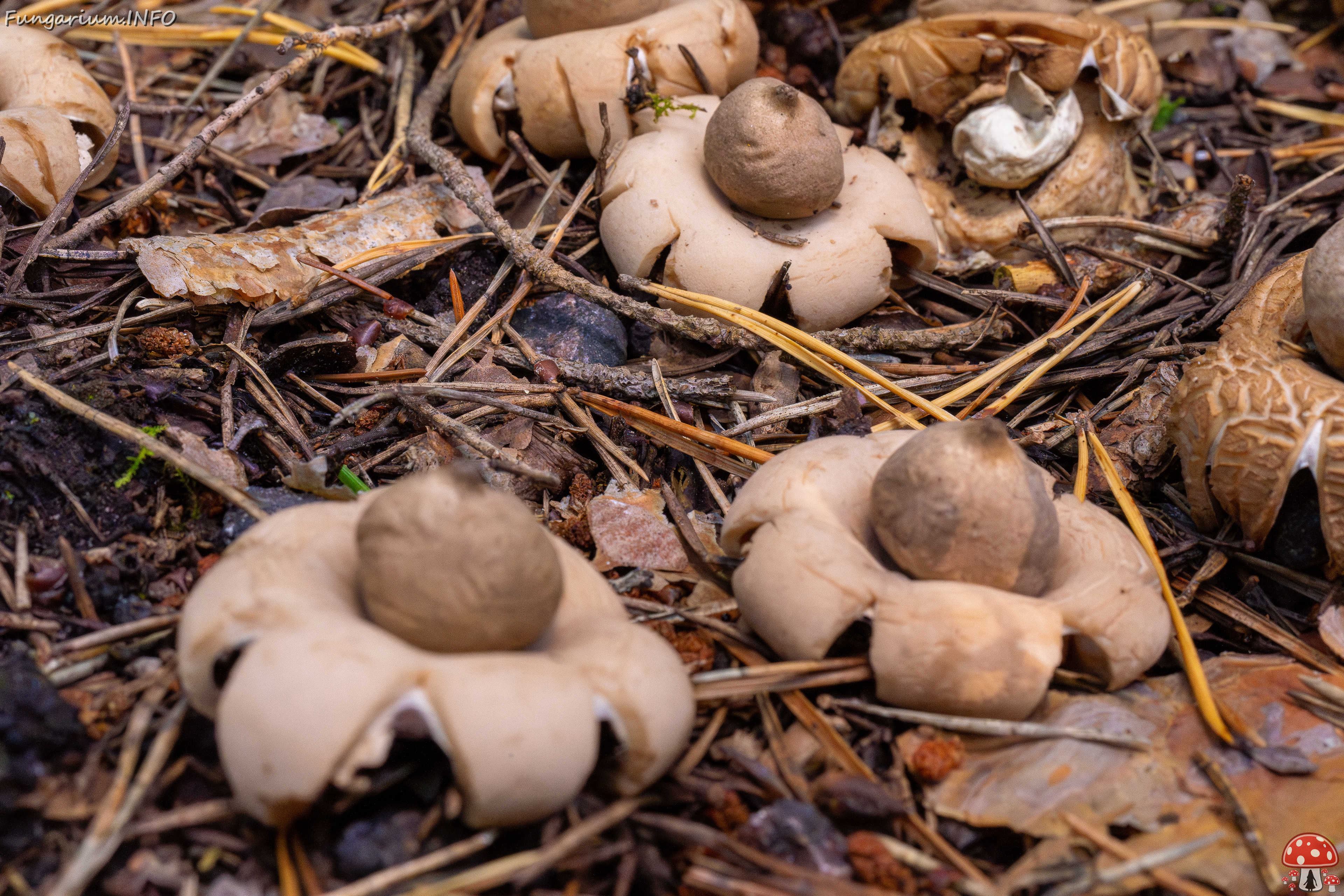 geastrum-fimbriatum_1-4 