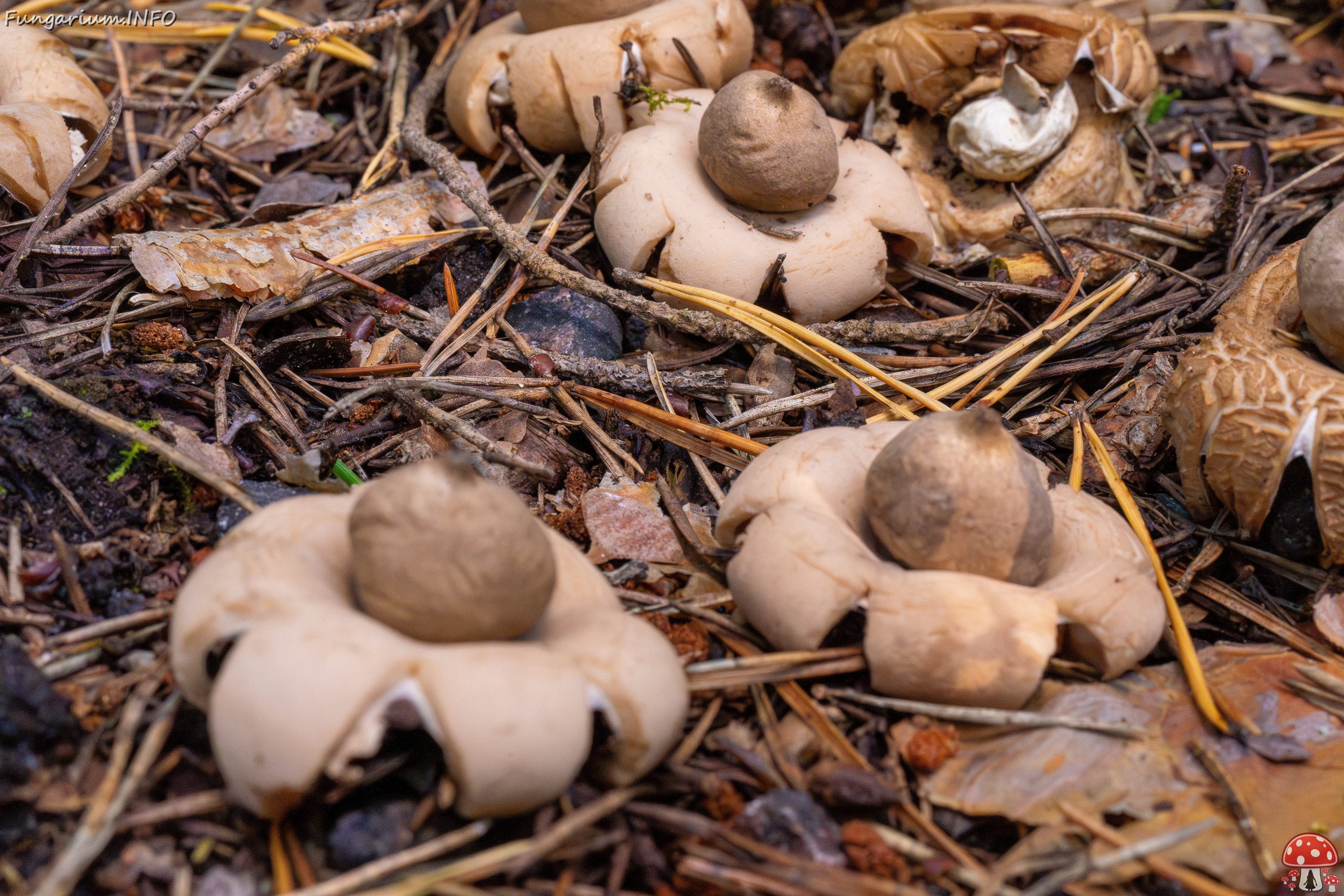 geastrum-fimbriatum_1-5 