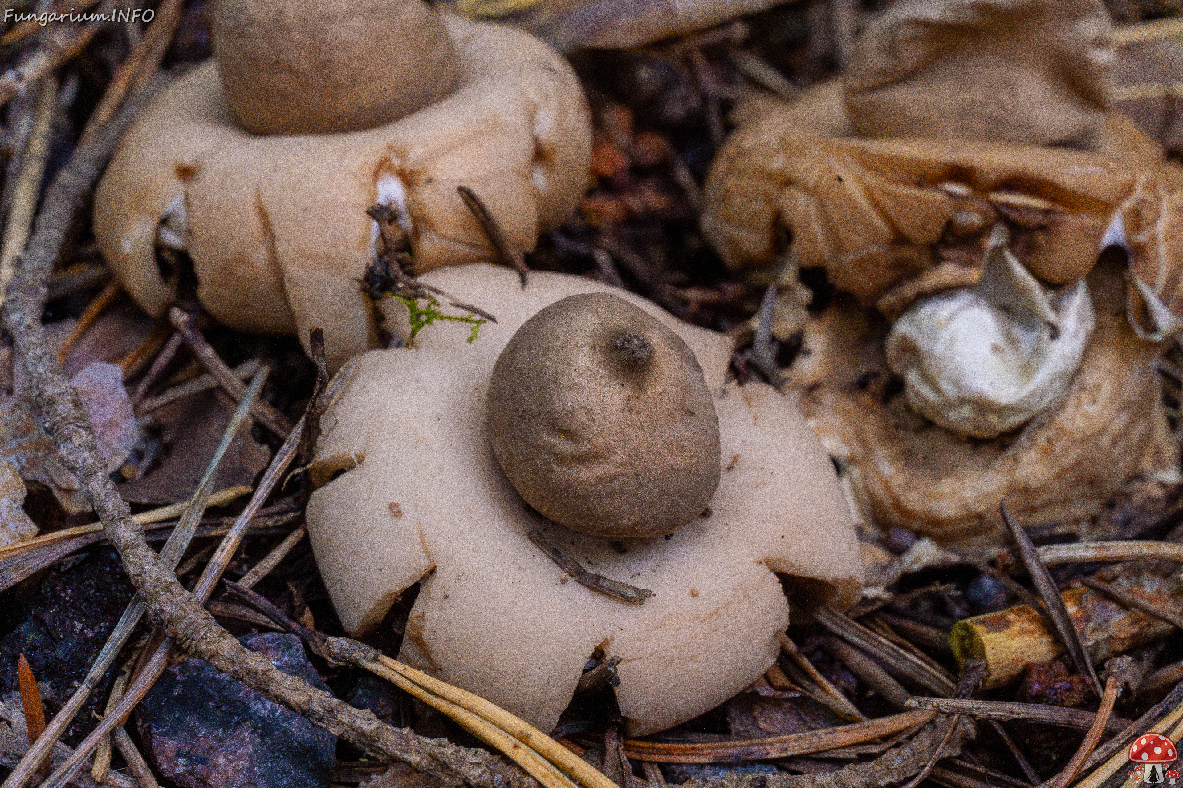 geastrum-fimbriatum_1-6 