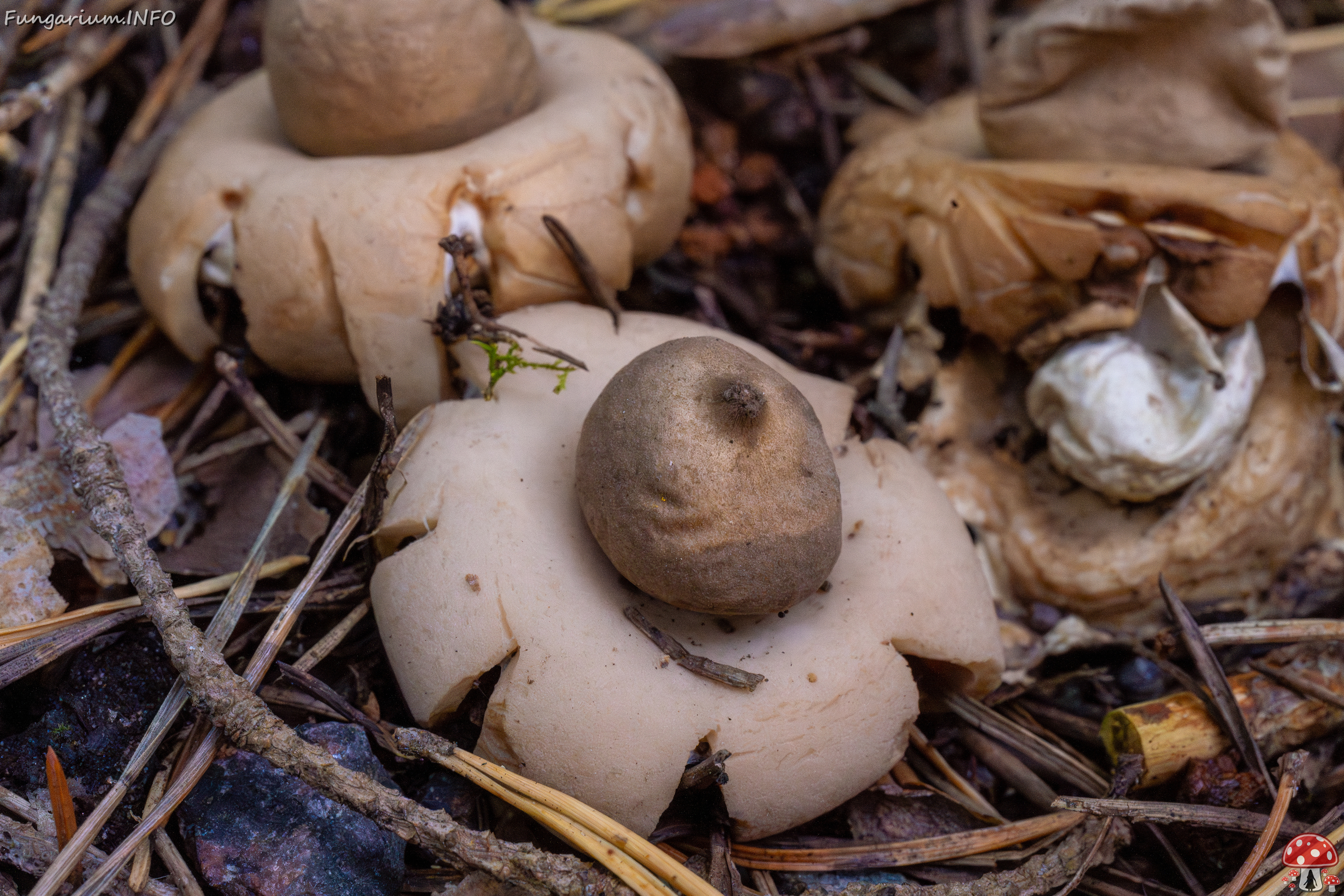 geastrum-fimbriatum_1-7 