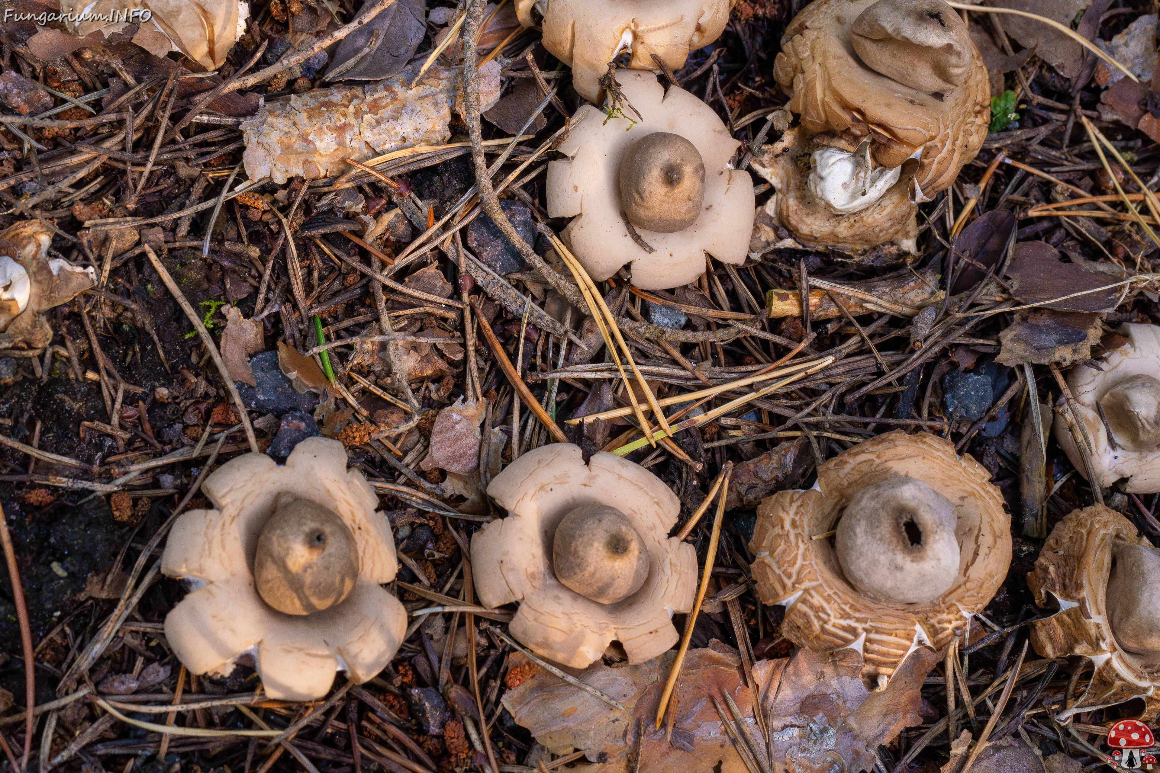 geastrum-fimbriatum_1-8 