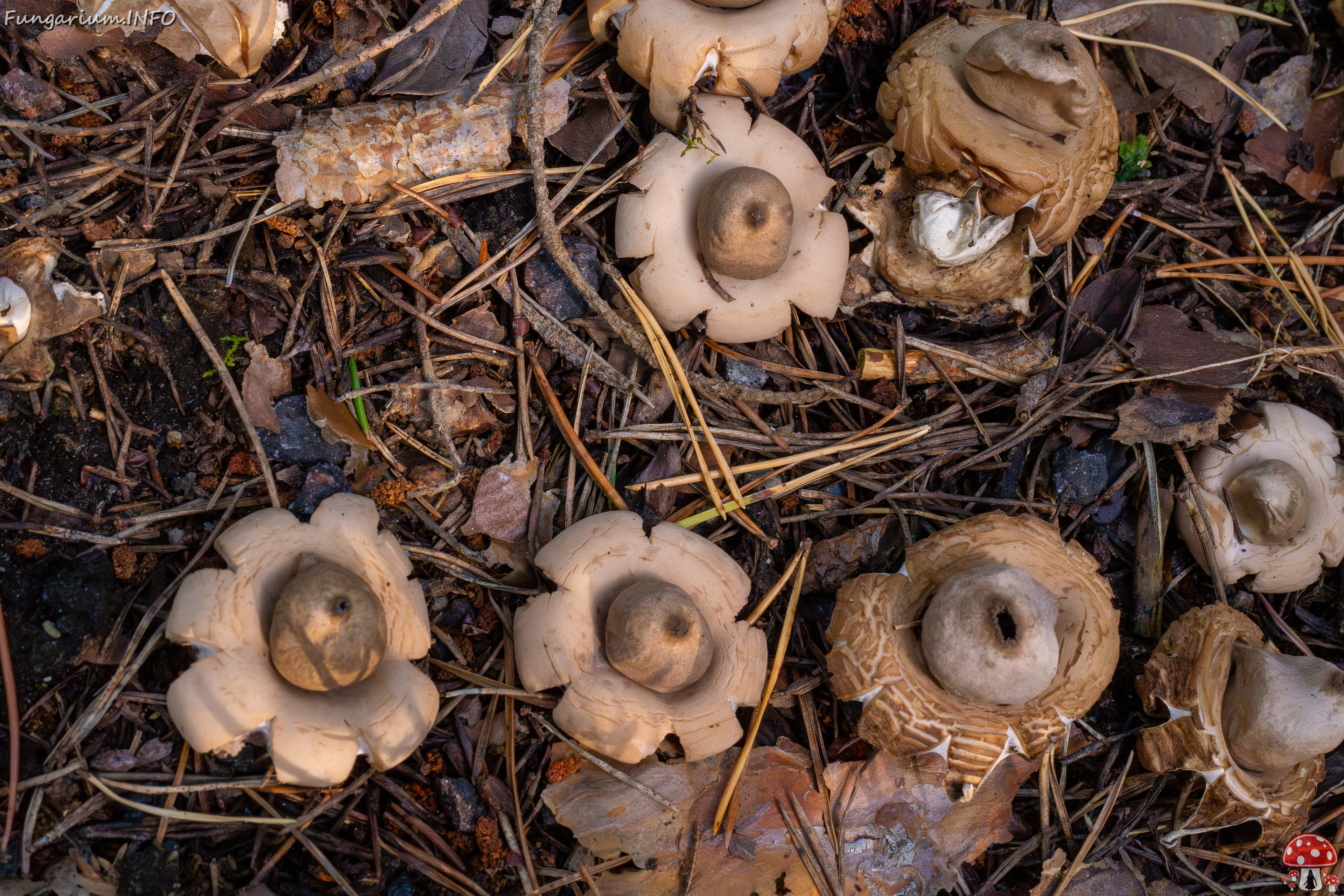 geastrum-fimbriatum_1-9 