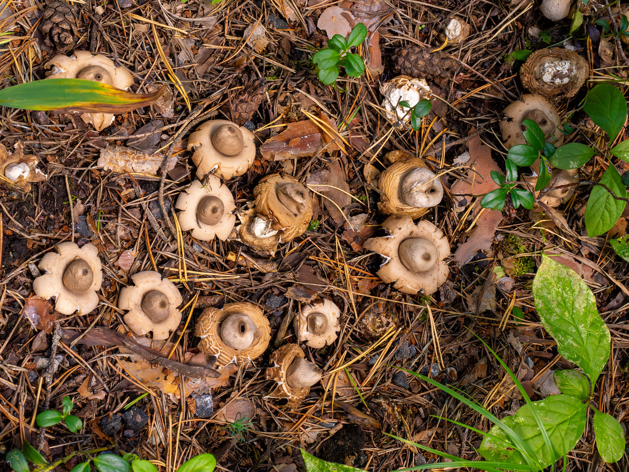 geastrum-fimbriatum_1-1