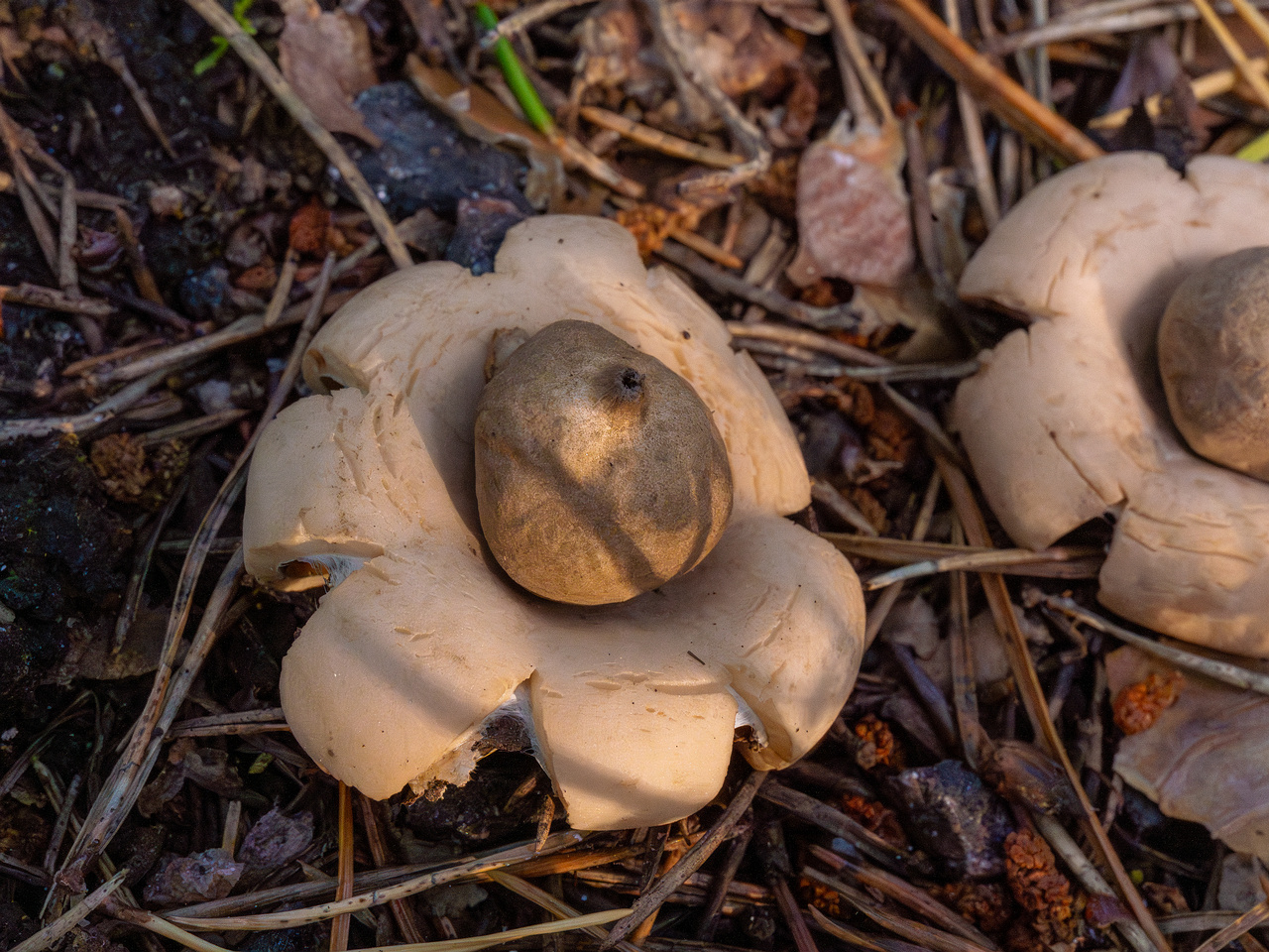 geastrum-fimbriatum_1-11