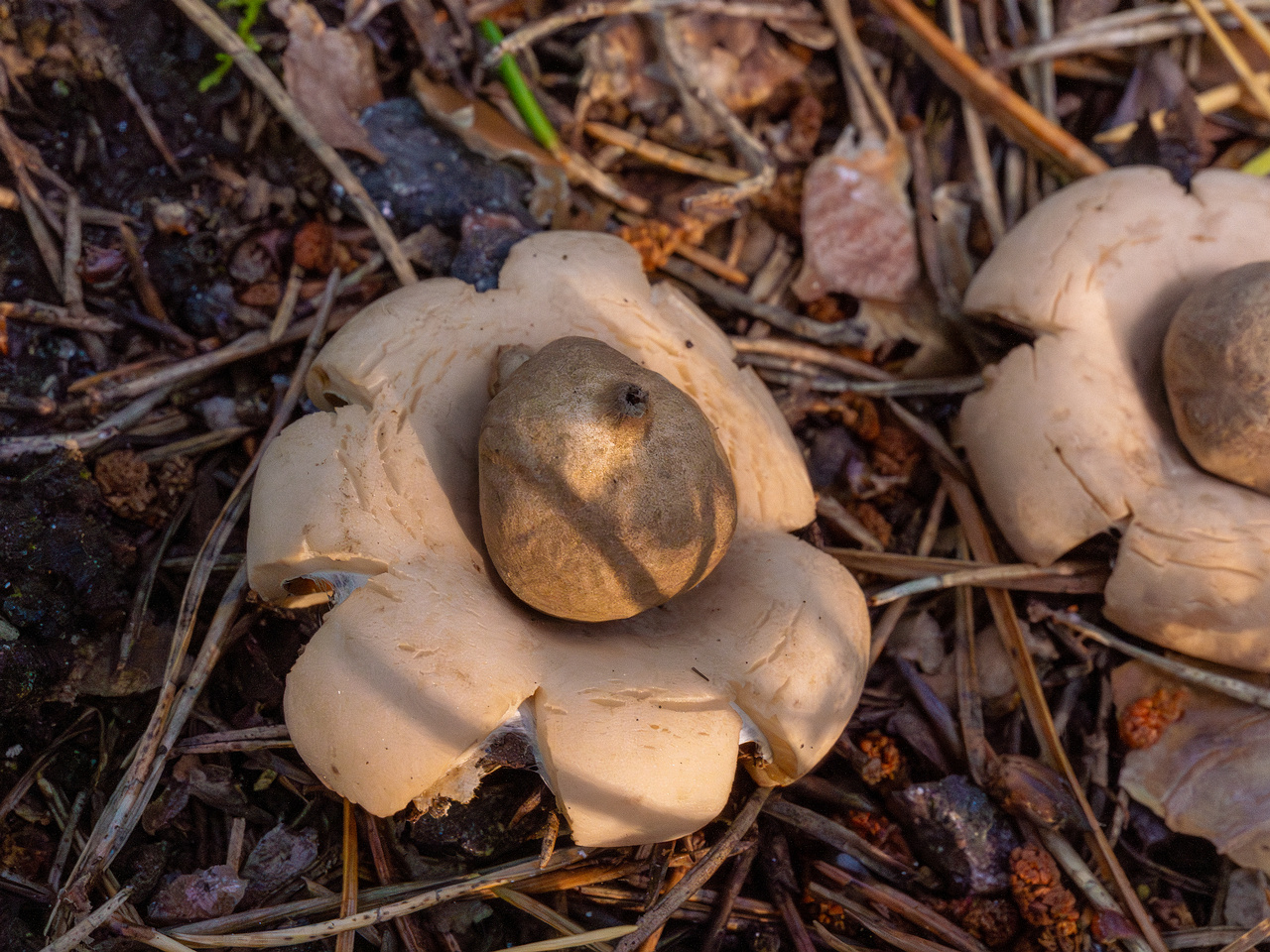 geastrum-fimbriatum_1-12