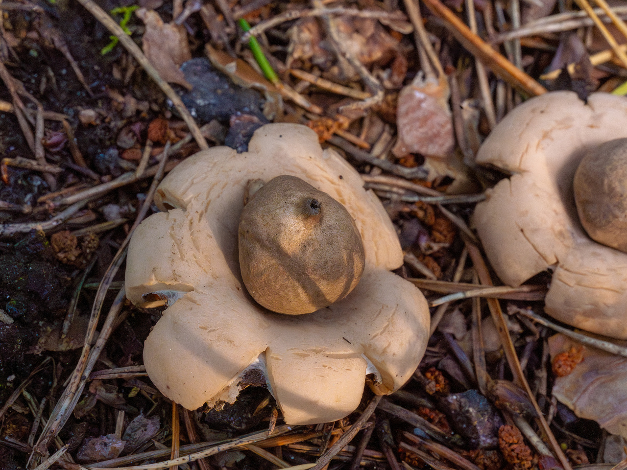 geastrum-fimbriatum_1-13