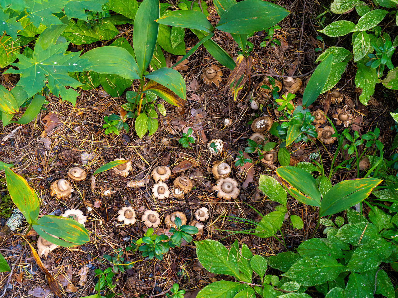 geastrum-fimbriatum_1-14