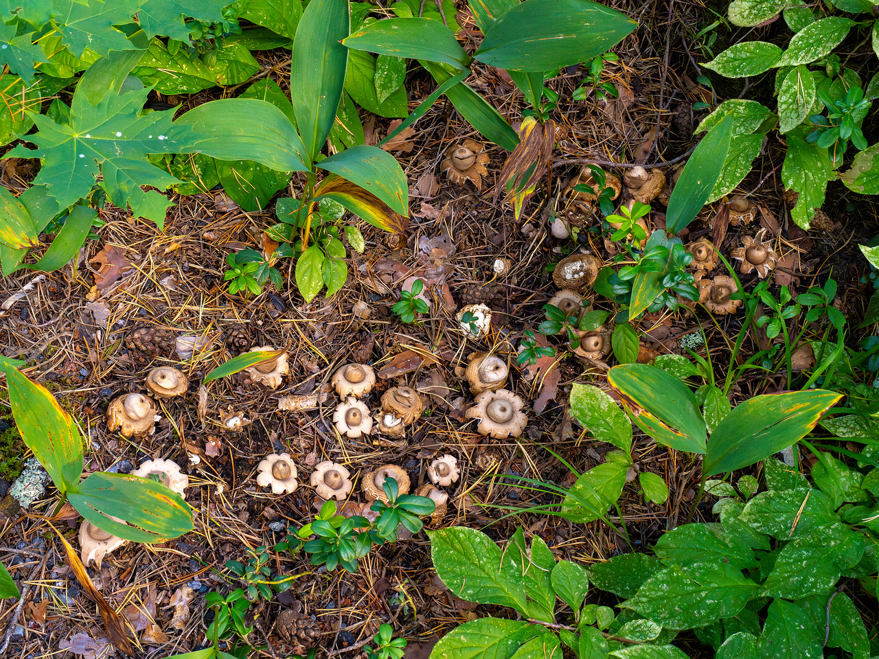 geastrum-fimbriatum_1-15