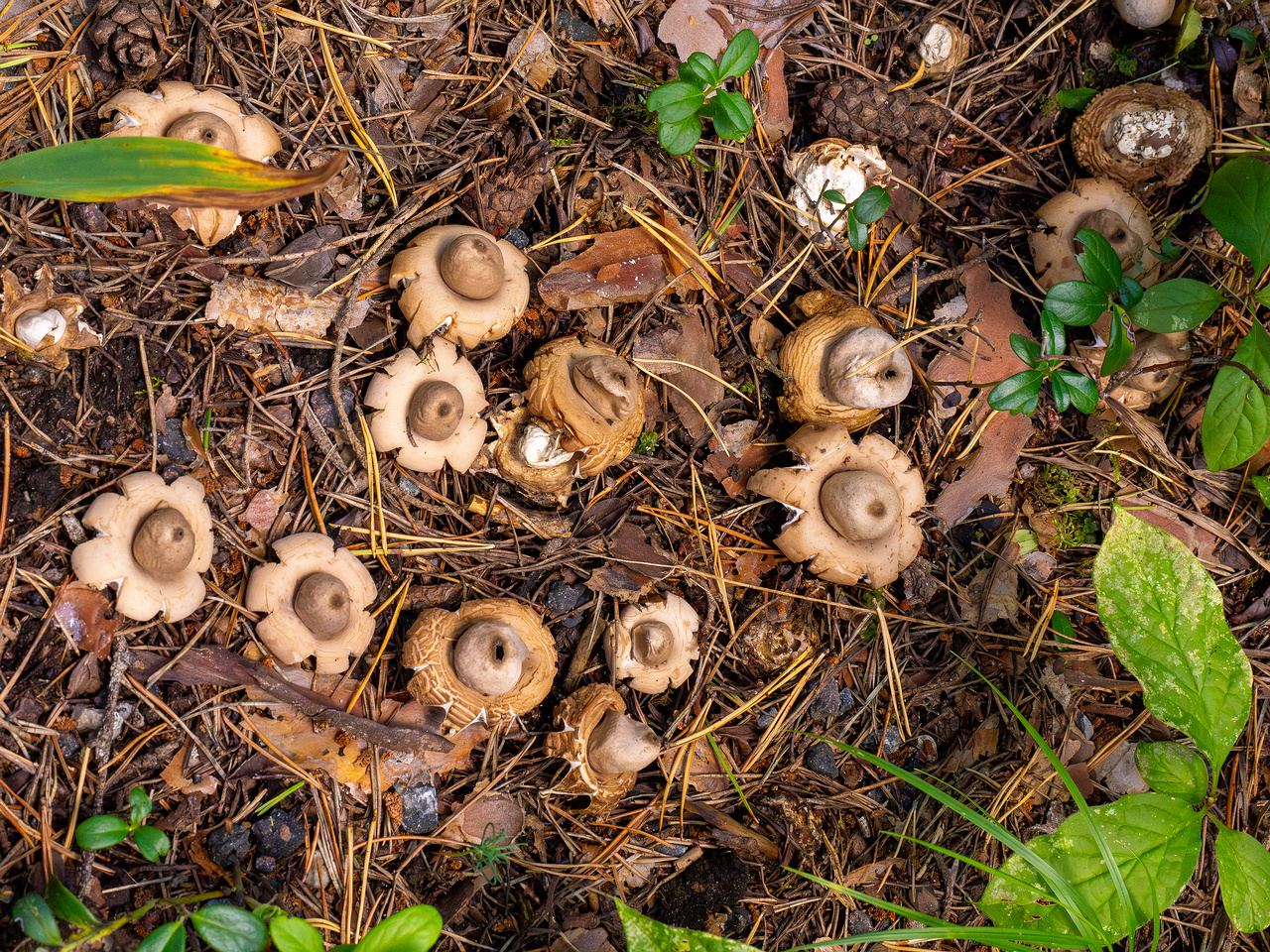 geastrum-fimbriatum_1-2