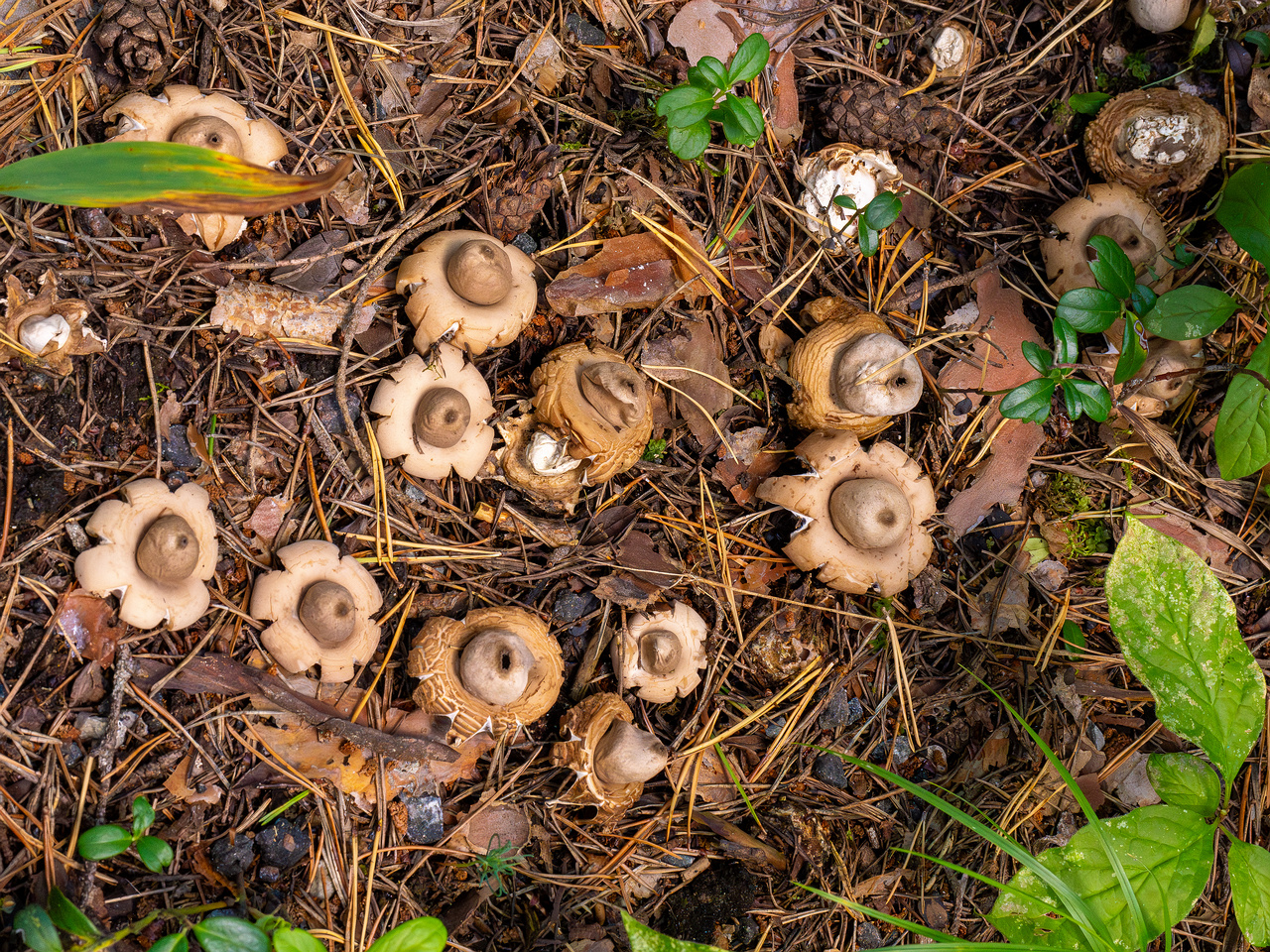 geastrum-fimbriatum_1-3