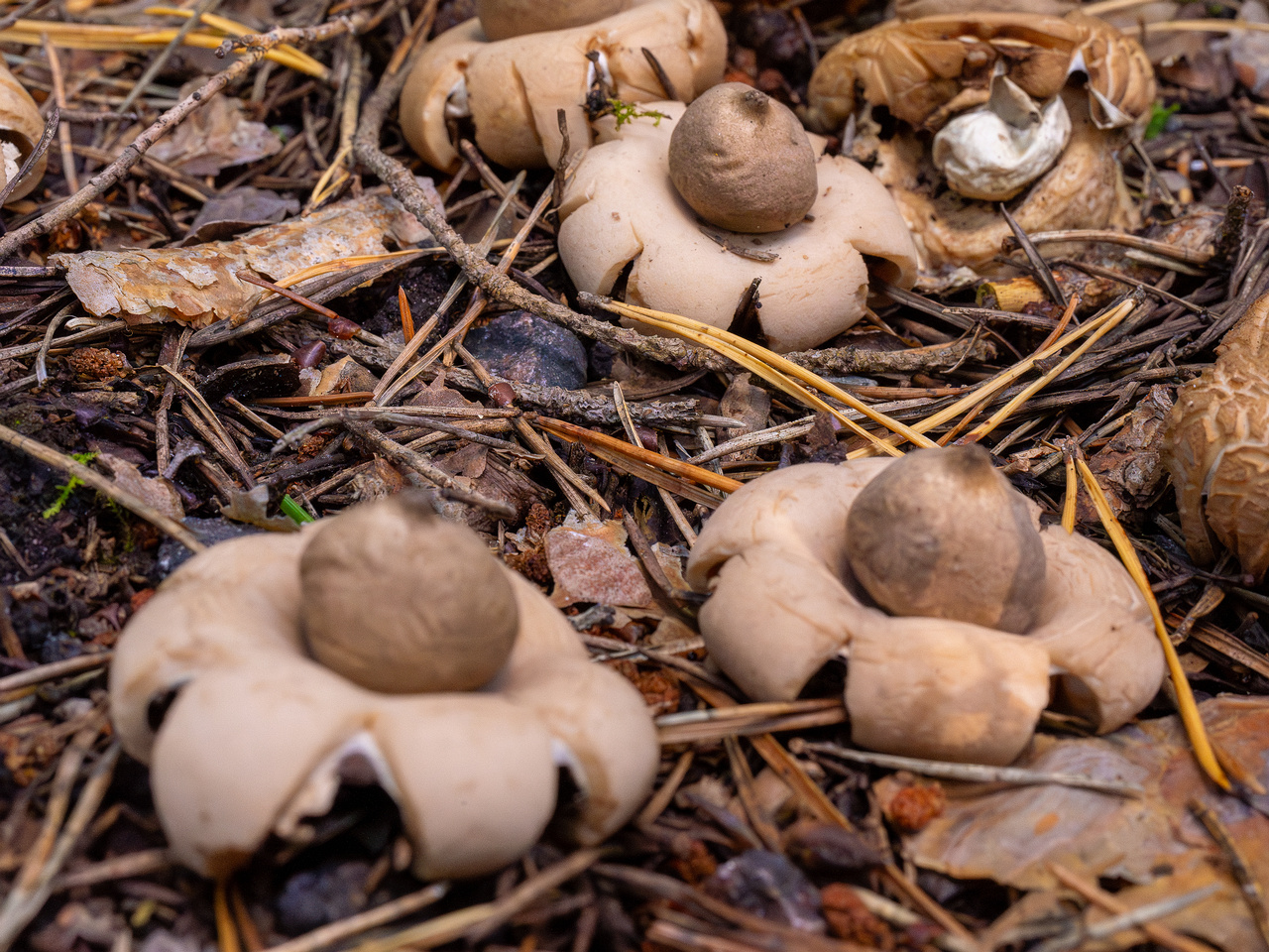 geastrum-fimbriatum_1-4