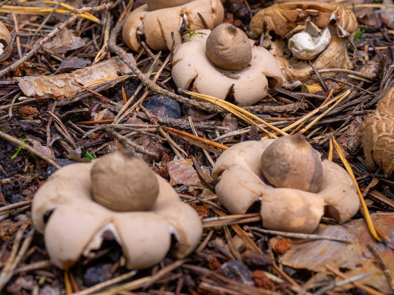 geastrum-fimbriatum_1-5