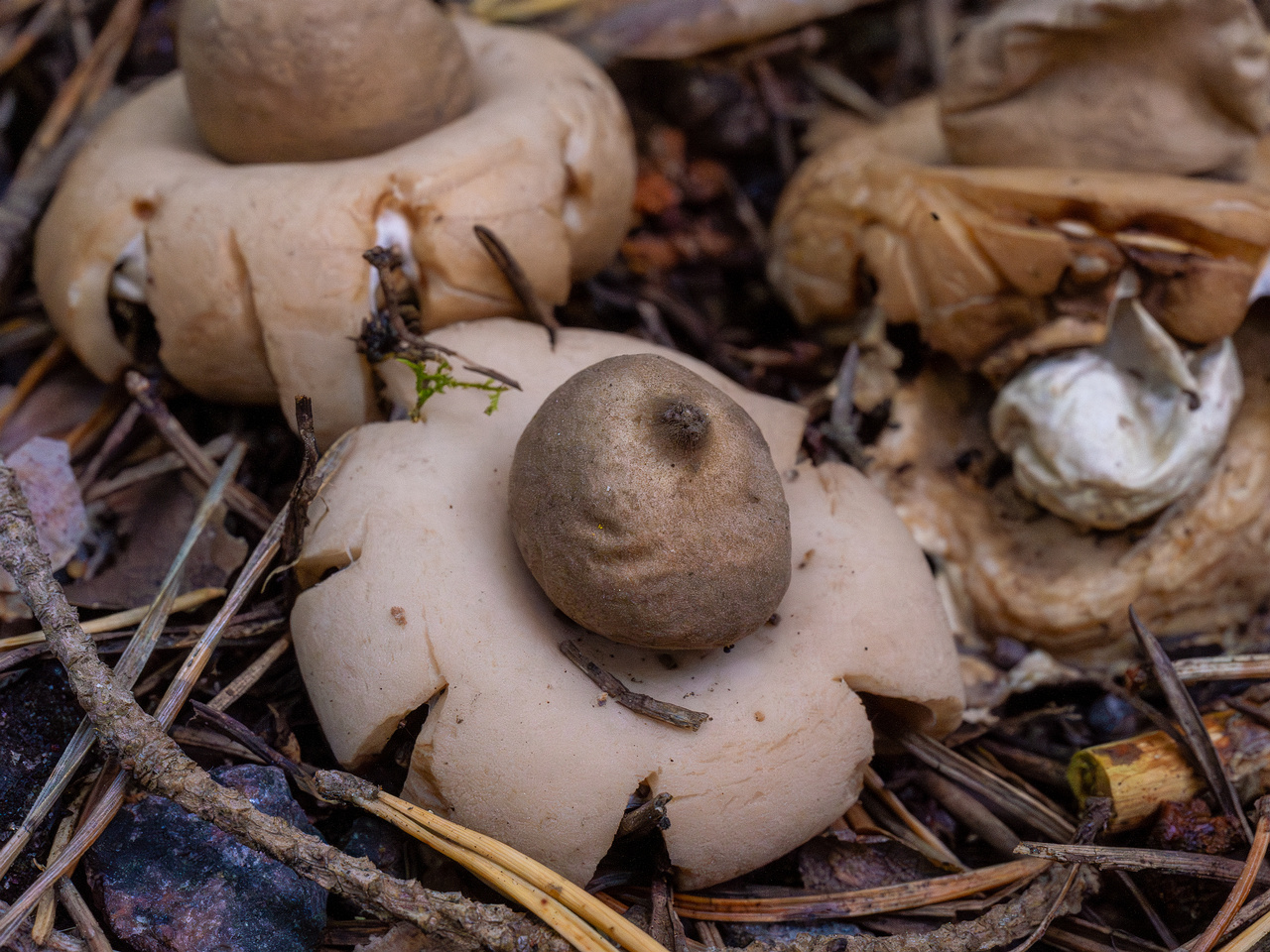 geastrum-fimbriatum_1-6