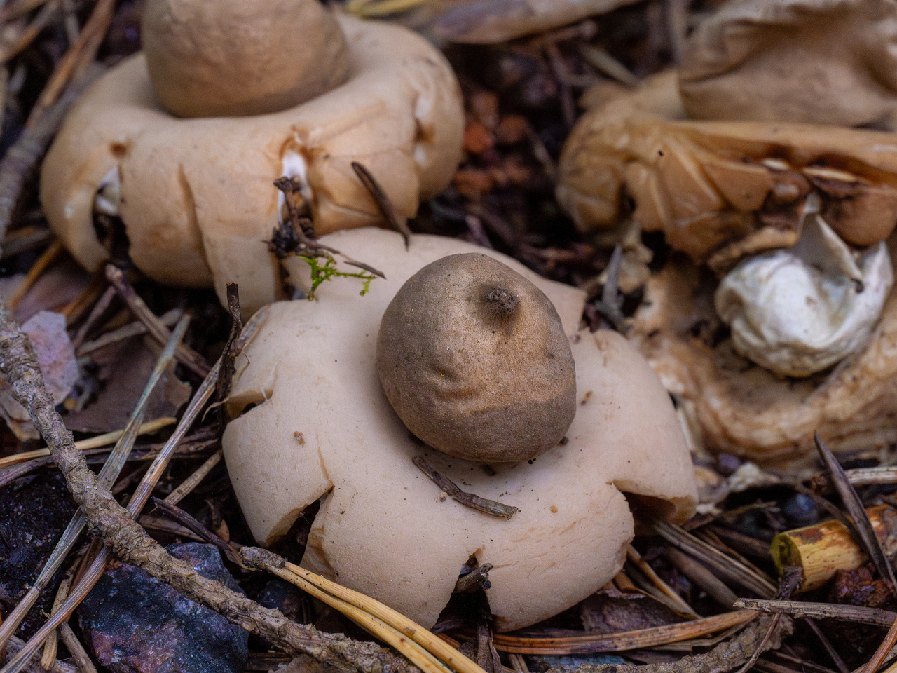 geastrum-fimbriatum_1-7