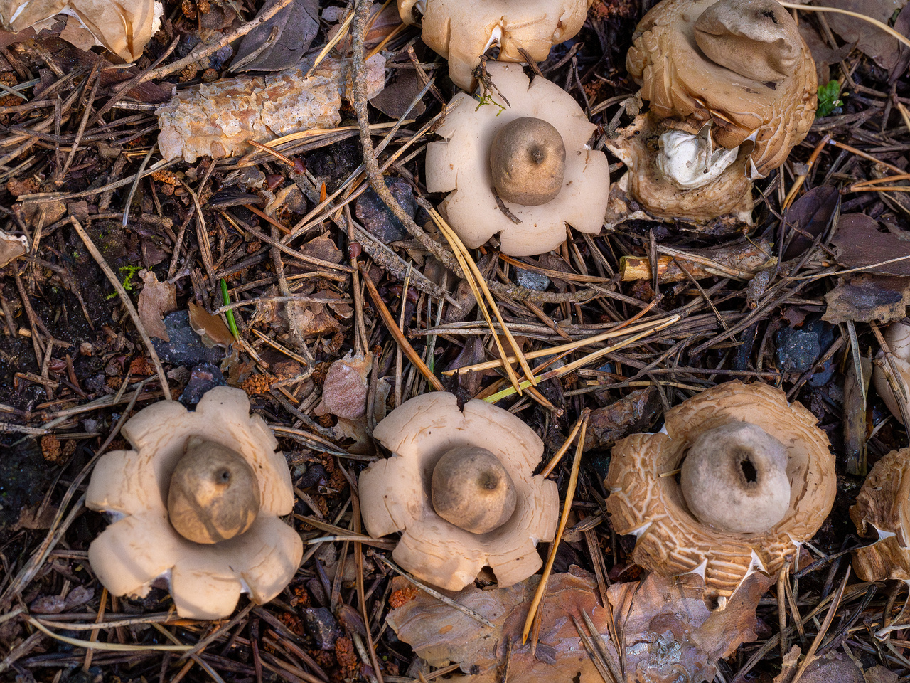 geastrum-fimbriatum_1-8