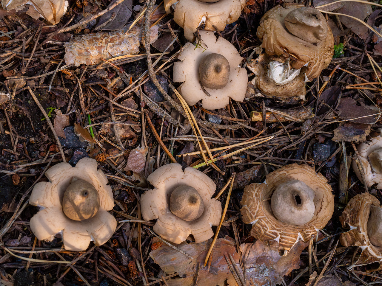 geastrum-fimbriatum_1-9