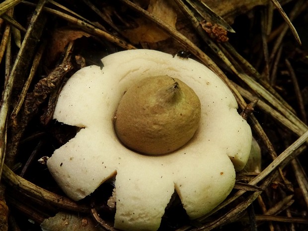 Звездовик маленький - Geastrum minimum