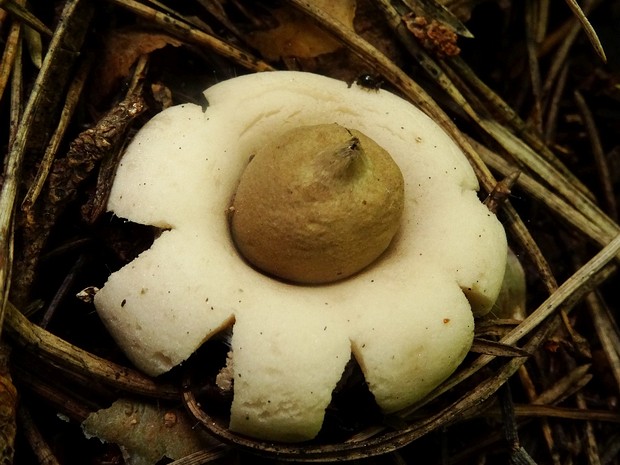 Звездовик маленький - Geastrum minimum