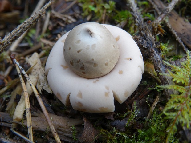 Звездовик сводчатый - Geastrum fornicatum