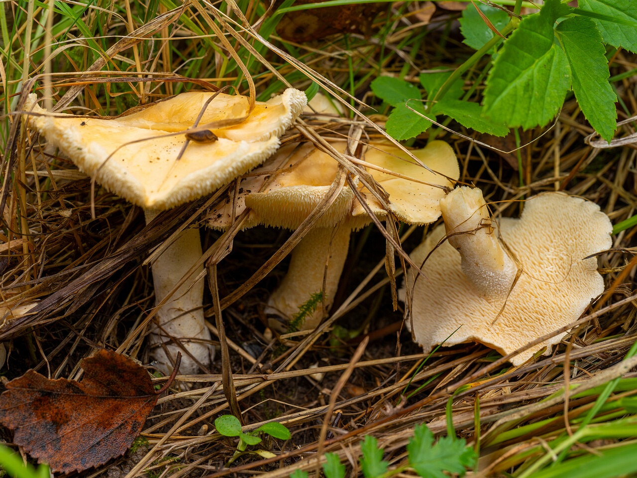 !Hydnum repandum _2026-09-19_1-1