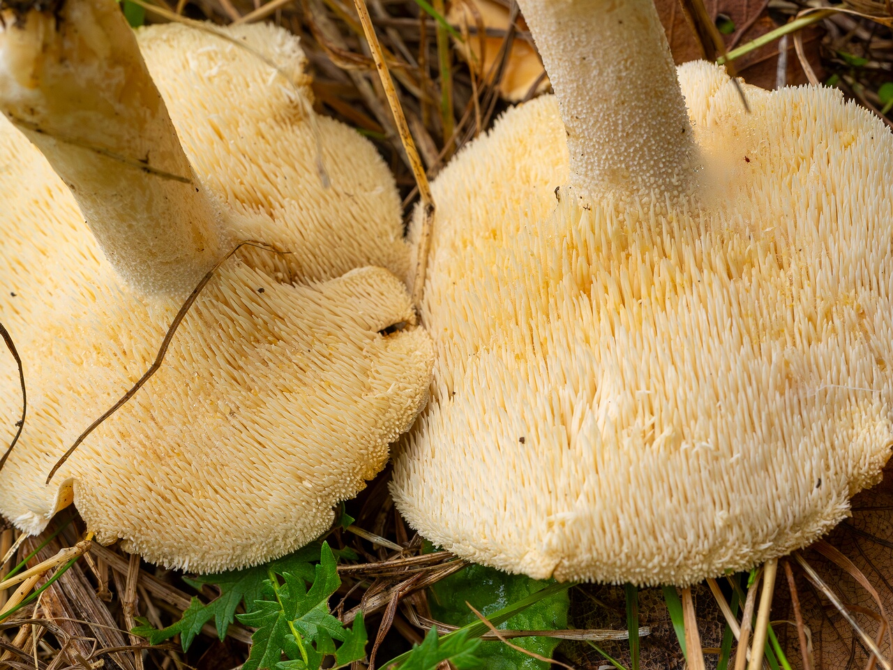 Hydnum repandum _2026-09-19_1-2
