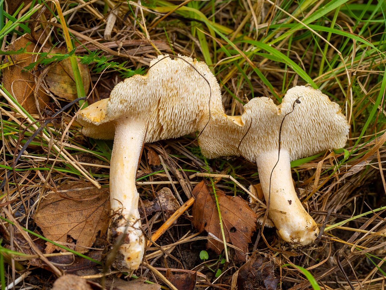 Hydnum repandum _2026-09-19_1-3