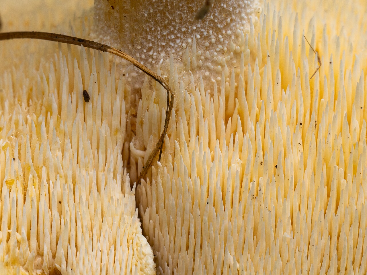 Hydnum repandum _2026-09-19_1-4