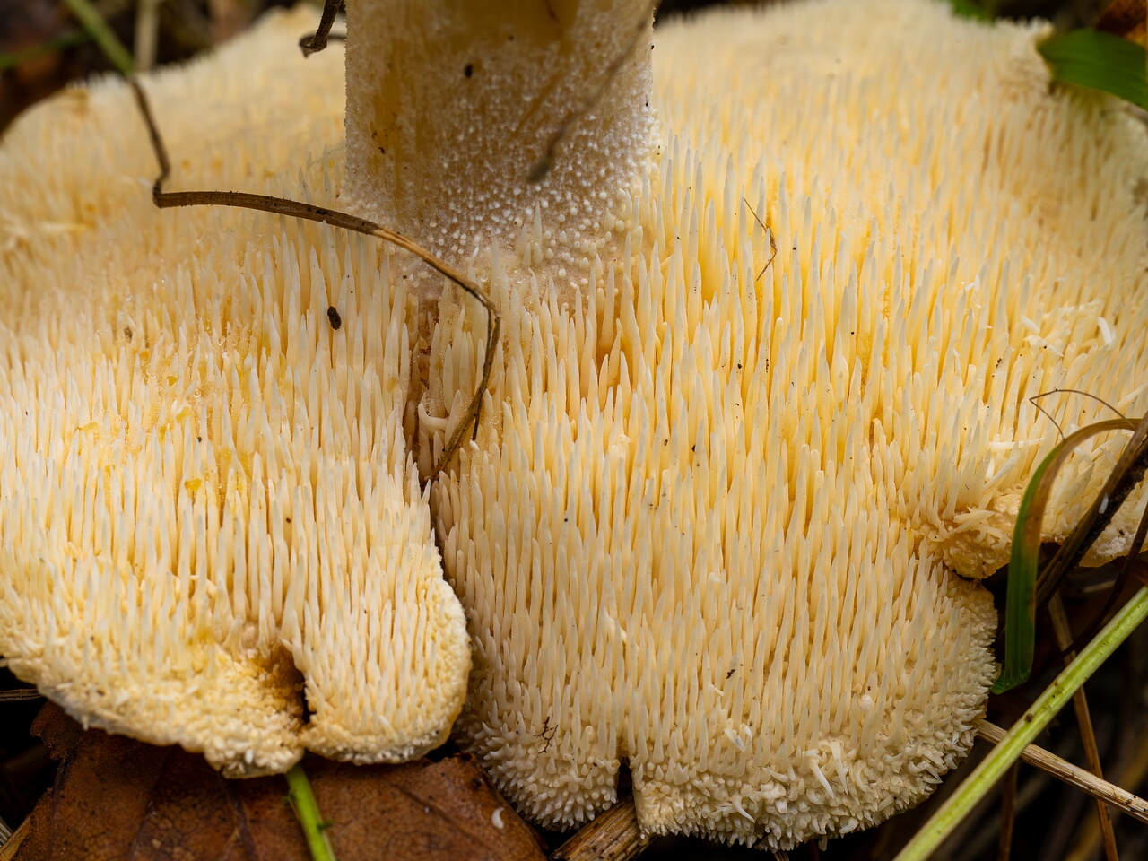Hydnum repandum _2026-09-19_1-5