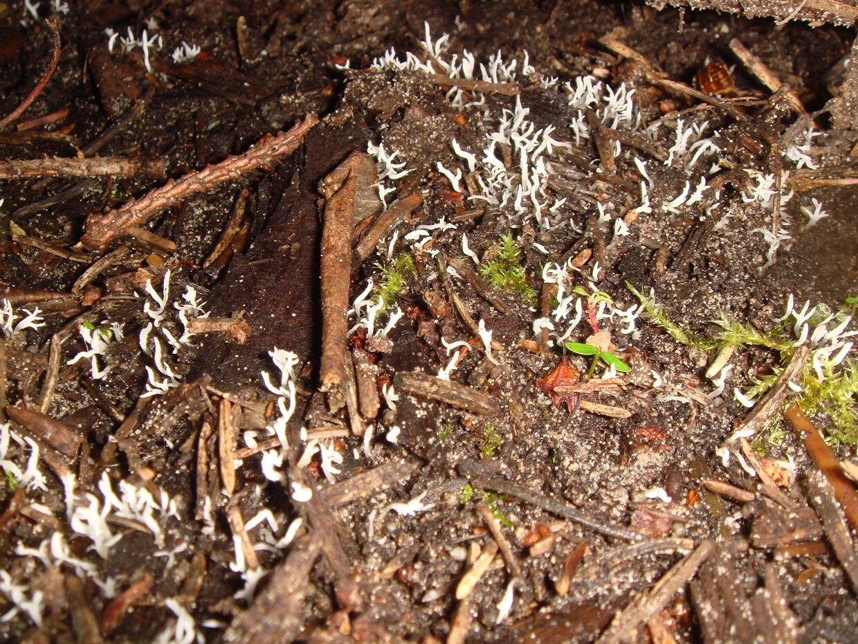 Клавулина беловатый - Clavulina rugosa