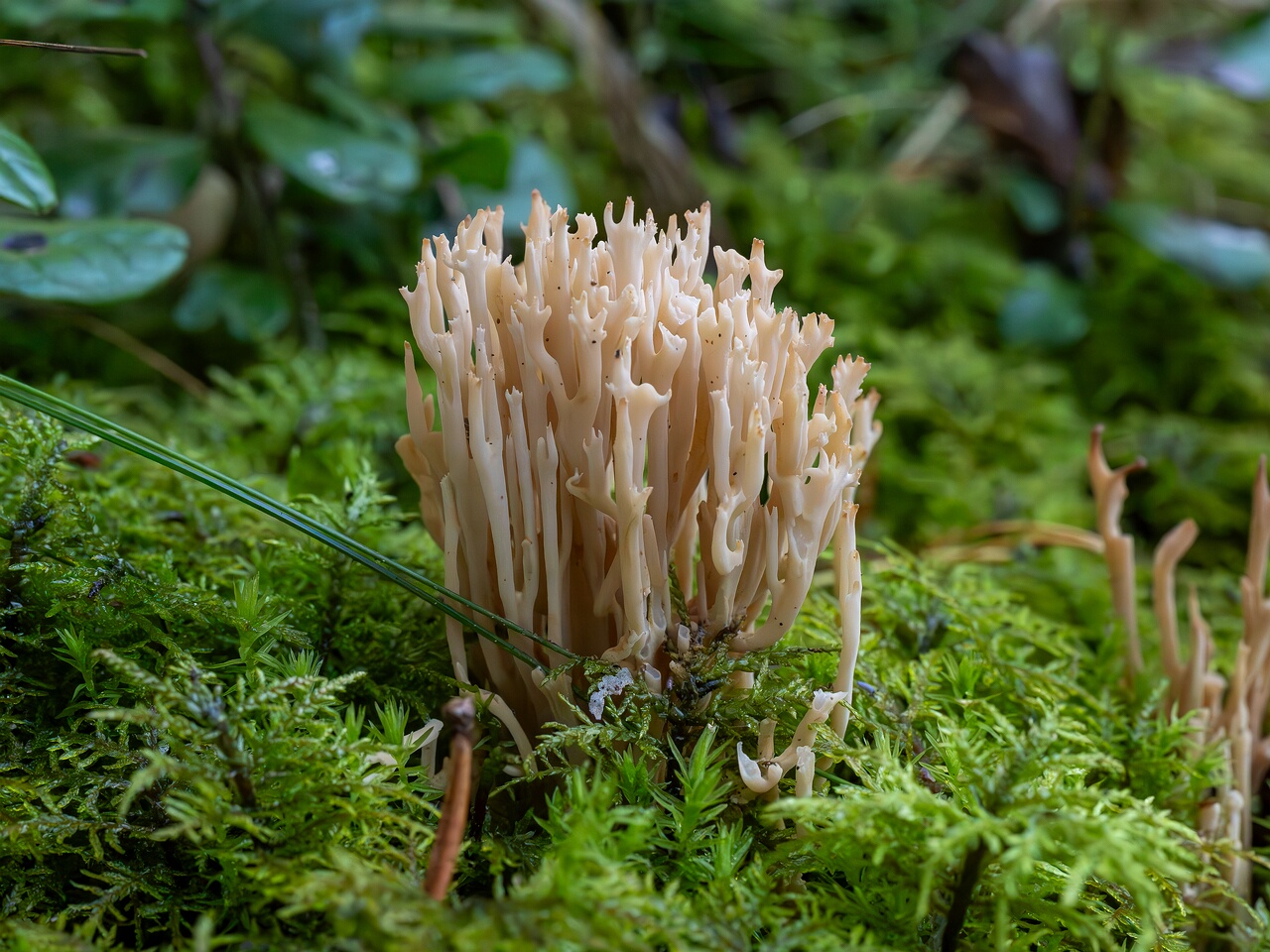 Clavulina coralloides _2026-09-22_1-1