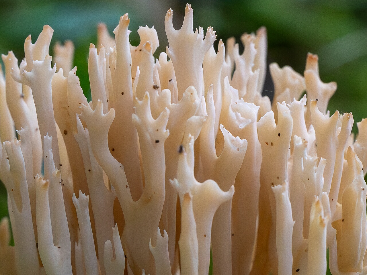 Clavulina coralloides _2026-09-22_1-3
