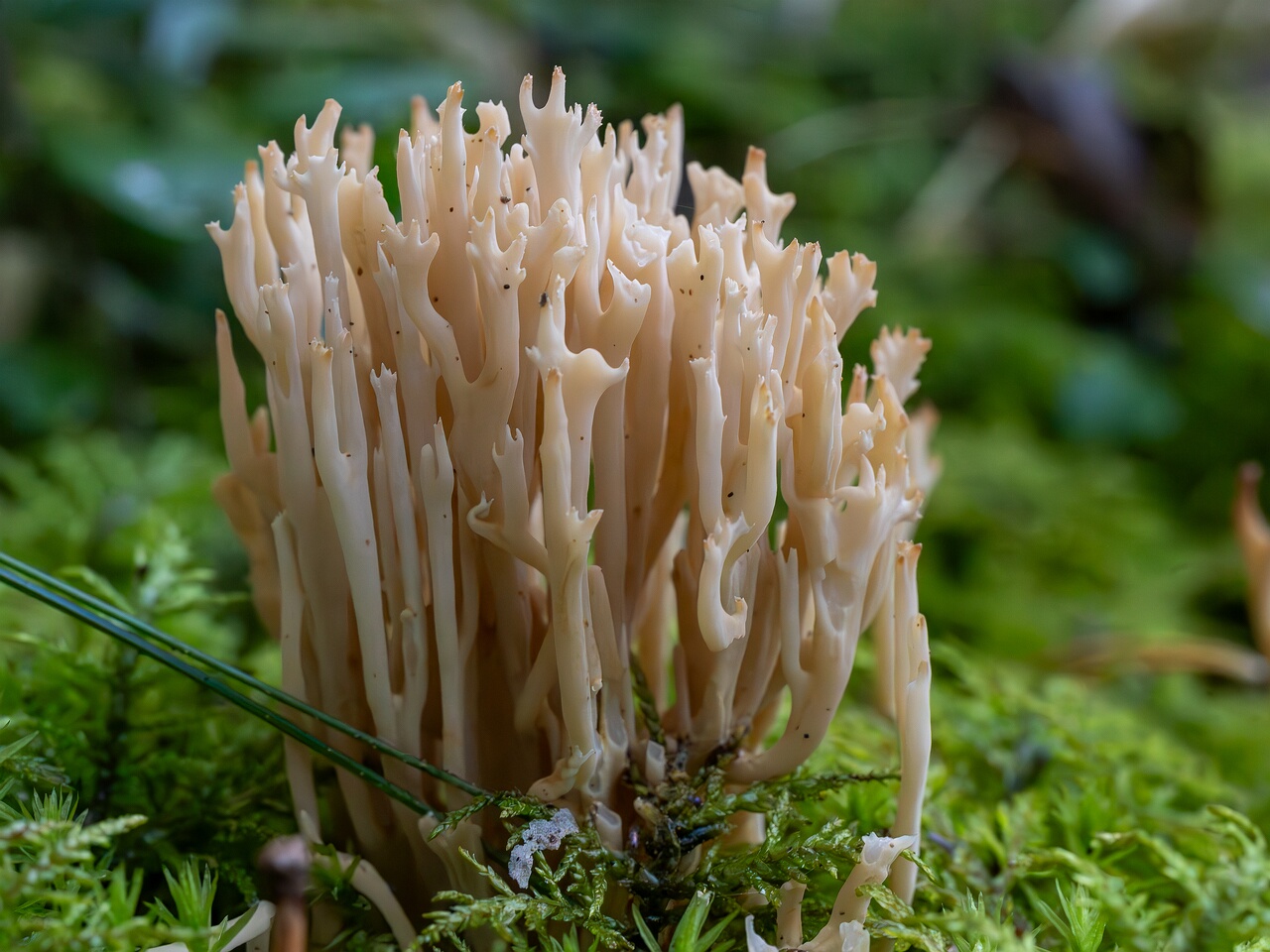 Clavulina coralloides _2026-09-22_1-4