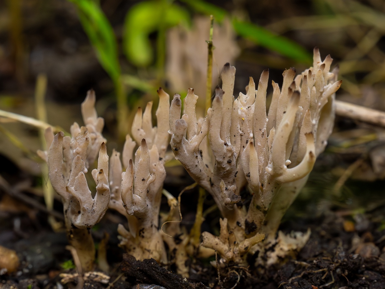 Clavulina cinerea _2025-07-19_1-1