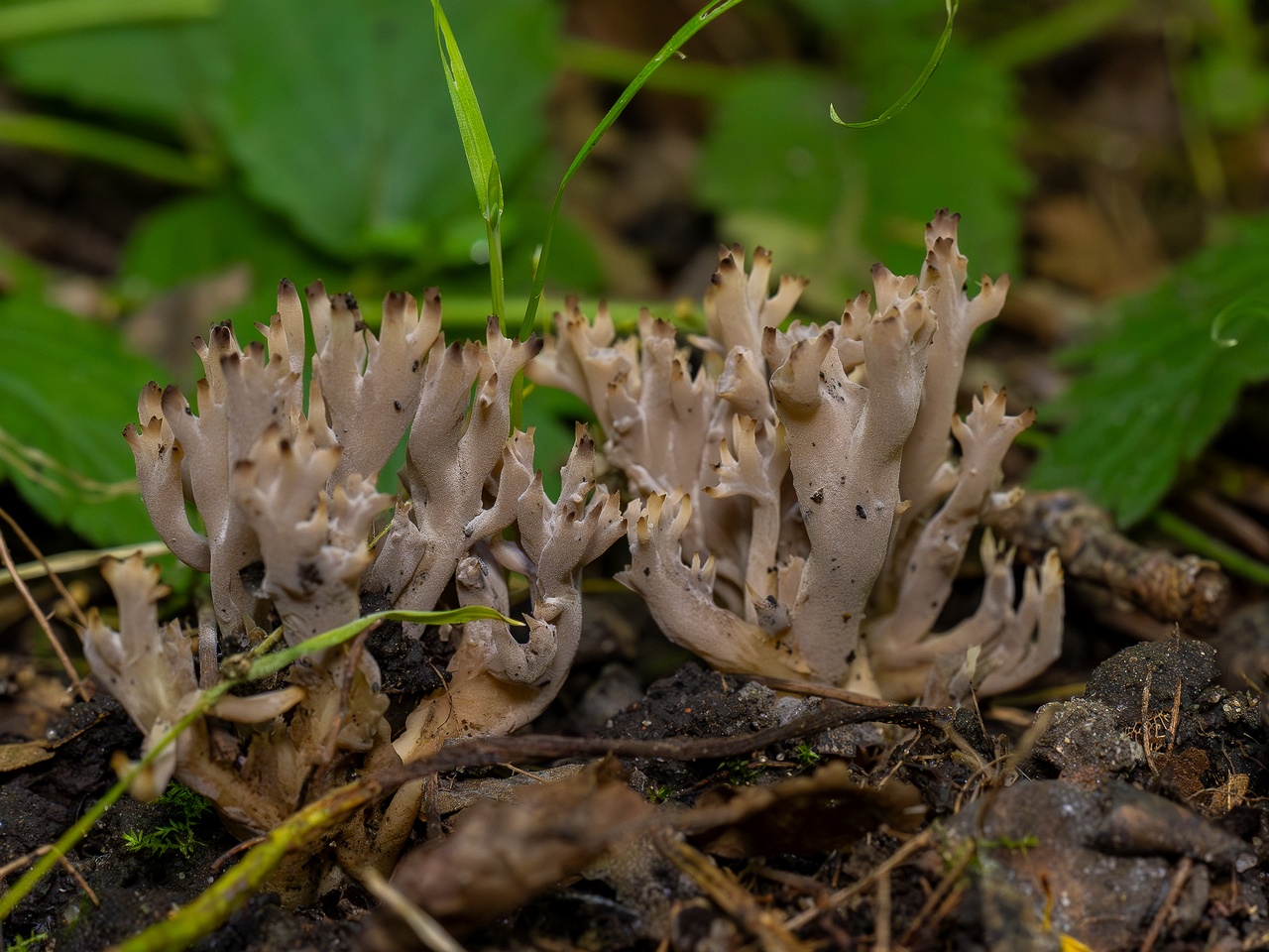 Clavulina cinerea _2025-07-19_1-10