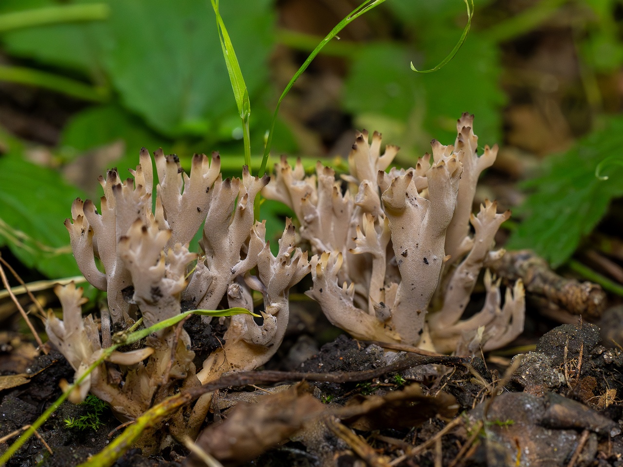 Clavulina cinerea _2025-07-19_1-11