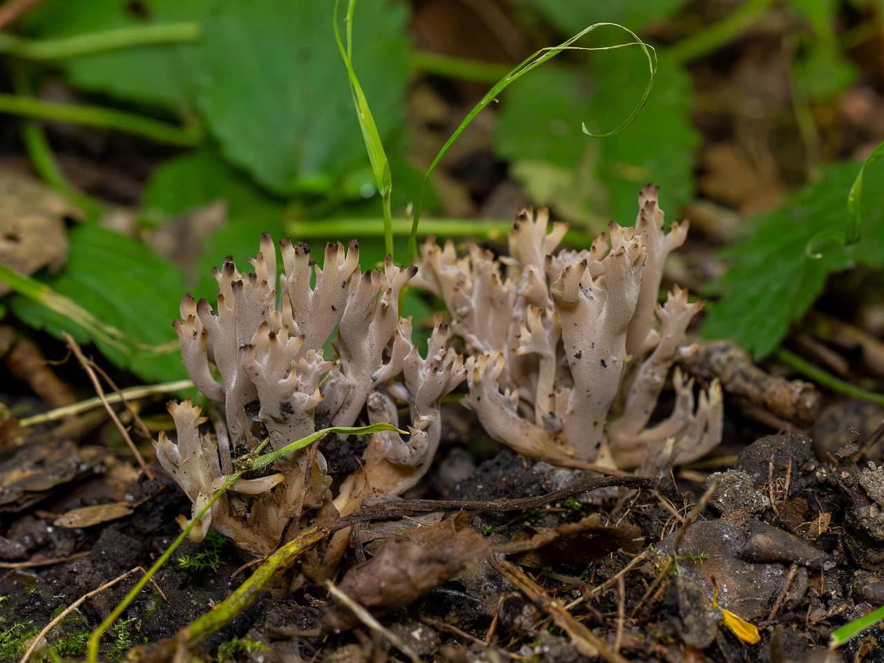 Clavulina cinerea _2025-07-19_1-12