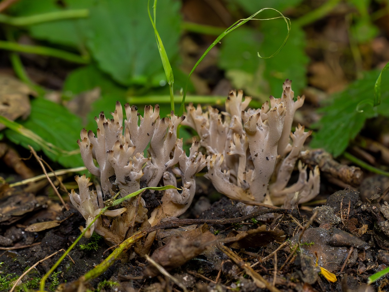 Clavulina cinerea _2025-07-19_1-13